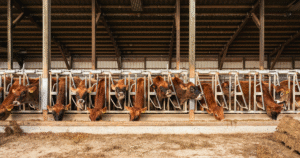 Punjab Government Launches New Model Cattle Market in Lahore